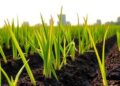 Innovative Biochar Composite Promotes Safer Rice Cultivation and Reduces Methane Emissions — Technology and Engineering