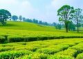 Innovative Field Study Reveals Effective Method to Reduce Nitrogen Pollution in Tea Plantations — Chemistry