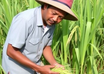 Innovative Labor-Saving Approach Advances Hybrid Rice Seed Production — Agriculture