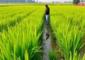 Innovative Rice Cultivation Method Enhances Water Efficiency, Increases Yield, and Minimizes Ammonia Emissions — Agriculture