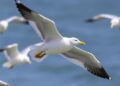 Lesser Black-Backed Gulls Unaffected by Windfarms Despite Fishing Activity — Technology and Engineering