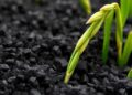 Magnetic Biochar Gel Prevents Arsenic and Antimony Contamination in Rice — Technology and Engineering