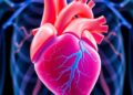 Mavacamten Boosts Energy in RASopathy Heart Model — Technology and Engineering