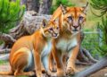 Mountain Lions Exert Significant Ecological Influence Even in Small Preserves — Technology and Engineering