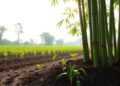 Nanozeolite-Enhanced Biochar Fertilizer Boosts Carbon Retention in Bamboo Forest Soils Amid Rising Temperatures — Technology and Engineering