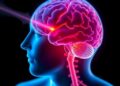 Nasal Spray’s Brain Impact Varies by Week, Shedding Light on Why a Promising Drug Seemed to Fail — Chemistry