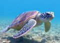 New Alliance Formed to Safeguard Atlantic Leatherback Turtles on World Sea Turtle Day — Biology