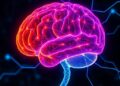 New Brain Map Unveils How Antidepressants Transform the Serotonin Network — Biology