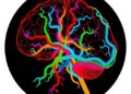 New Brain Vessel Atlas Reveals Vascular Aging Patterns and Identifies Stroke Recovery Risks — Biology