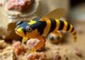 New Bumblebee Goby Species Discovered on Hengqin Island Named in Honor of Jennie Ruby Jane — Biology