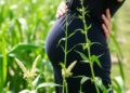 New Study Reveals Common Weed Killer Linked to Hormonal Changes Impacting Pregnancy and Fetal Development — Biology