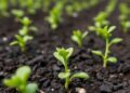 New Study Reveals Saltier Soils Enhance Biochar Longevity — Chemistry