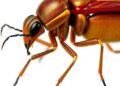 New Study Reveals the Role of Insects in Our Ancestors’ Diet — Biology