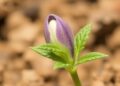 New Study Uncovers How Plant Cells Maintain Stability During Drought — Agriculture