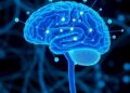 New Study Uncovers How the Brain Revises Its Predictions — Biology