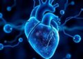 New Technology Uncovers How the Heart Produces Cells with Regenerative Potential — Technology and Engineering