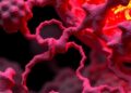 PetD Amino Terminus Crucial for Cytochrome b6f — Biology