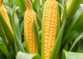 Plastoglobules Boost Nitrogen Assimilation in Maize — Medicine
