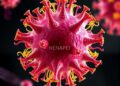 Protecting the Genome: Nucleosome Assembly Protein Nap1 Essential for Chromatin Stability and Proper Nuclear Division — Biology