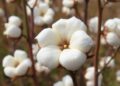 Researchers Confirm the Origins of Cotton Domestication — Biology