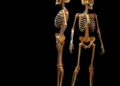 Rethinking Human Skeletal Biology: Moving Beyond the Male/Female Binary — Biology