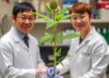 Scientists Accomplish First Total Synthesis of Complex Alkaloid Derived from Plant — Chemistry