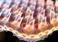Scientists Uncover Polymer Membrane Formation and Develop Enhanced Version — Chemistry