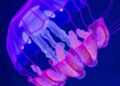 Scientists Unlock How Jellyfish Heal Wounds in Minutes — Biology