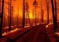 Six Pathways to Safety: New Research Identifies Key Threshold for Wildfire Survival — Technology and Engineering