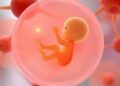 Stem Cell-Based Embryonic Models: Unlocking New Insights into Infertility — Biology