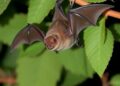 Study Finds Insect-Eating Bats Aid in Controlling Crop Pests in Northern Spain — Biology