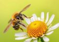 Sulfoxaflor Lowers Food Intake, Learning in Solitary Bees — Technology and Engineering