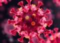 T Cells Could Hold the Key to Halting Measles Virus and Its Lethal Cousins — Biology