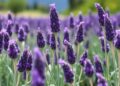 Transforming Lavender Waste into Climate-Smart Carbon: New Study Identifies Optimal Biochar Production Windows — Technology and Engineering