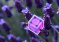 Transforming Lavender Waste into a High-Performance Sensor for Enhanced Ethylene Glycol Detection — Chemistry