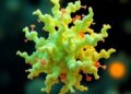 Transforming a Challenging Bacterial Enzyme into a Highly Efficient Green Catalyst — Chemistry