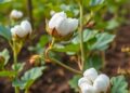 Two Teamwork Hormones Boost Potassium Uptake in Cotton Plants — Agriculture
