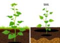 Two Varieties of Biochar Enhance Alfalfa’s Survival in Saline Soils Through Distinct Mechanisms — Agriculture