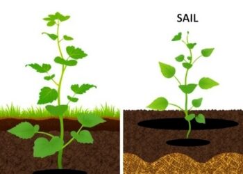 Two Varieties of Biochar Enhance Alfalfa’s Survival in Saline Soils Through Distinct Mechanisms — Agriculture