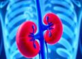 UCLA Scientists Uncover Potential Method to Repair Damaged Kidneys — Biology