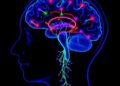 University of Ottawa Researchers Reveal Hidden Network Driving Aggressive Brain Cancer Growth, Offering New Hope to Overcome Treatment Resistance — Biology