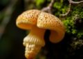 Unlocking Fungal Secrets: From Spider Silk to Scientific Discovery — Agriculture