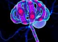 Unveiling the Structure of Human M-Channels: Decoding the Stoichiometry and Gating Mechanism Behind Neuronal Firing Thresholds — Biology