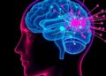 Visual Cues Shape Brain Networks After ACL Surgery — Technology and Engineering
