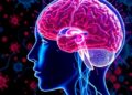 When the Body Fights Itself: How the Immune System Can Exacerbate Brain Injury Outcomes — Biology