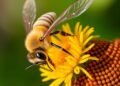 Which Bees Struggle Most with Heat? Exploring Why Some Are More Vulnerable to Climate Change — Biology