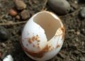 Wild Bird Eggs Uncover Environmental Pollution Footprints — Chemistry