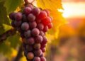 Wine Grapes and Climate Change: Adapt, Relocate, or Persist? — Technology and Engineering