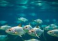 World’s First Closed-Recirculation Aquaculture System for Chum Salmon Utilizing Third Water Commences Operation — Agriculture