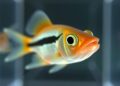Zebrafish Virtual Reality Study Reveals How Environment Shapes Eye Development — Biology